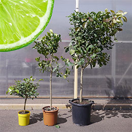 Citrus aurantifolia 1